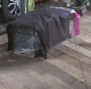 Havahart trap and a trap cover, with water bottle and string trigger