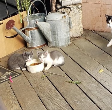 LItter 2: This is Chicken and Buddy, and Mom to the right.