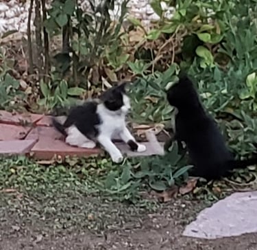 Litter 3: We named the black and white one Little Pip.