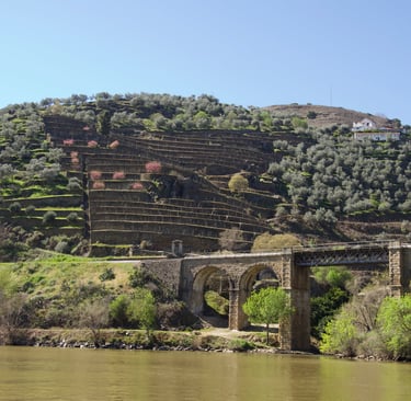 Vinyard on the bank of Douro River, Portugal