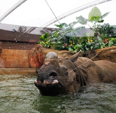 Nosorożec we wnętrzu pagody w Zoo Berlin