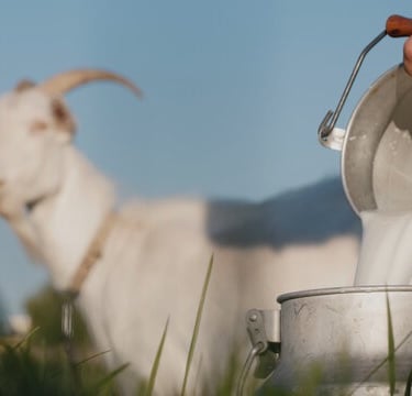 Goat's Milk