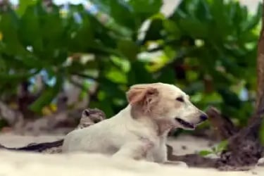 Pet friendly beaches near Anna Maria Island