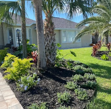 Tropical home landscaping featuring palm trees, dark mulch, and lush green plants in a garden bed.