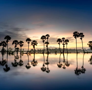 Palm Trees On the Beach