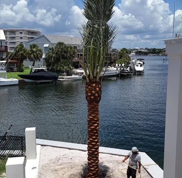 a palm tree is being worked on by a man