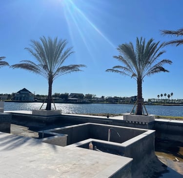 large medjool palm tree installation