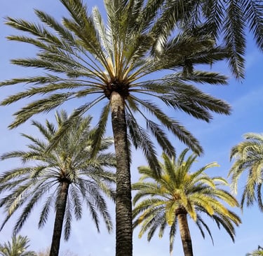 palm trees