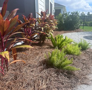 Backyard landscape featuring red Hawaiian Ti plants and Foxtail ferns in a pine straw mulch bed.