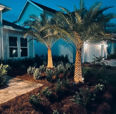 Two tall palm trees with spotlight landscape lighting in a front yard garden at night.
