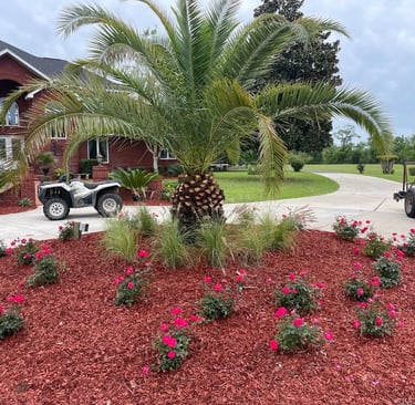 Red mulch flower bed with pink roses and a palm tree in front of a brick house landscape.