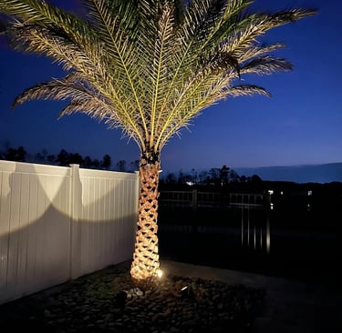 A tall palm tree illuminated by warm landscape uplighting in a backyard at night.
