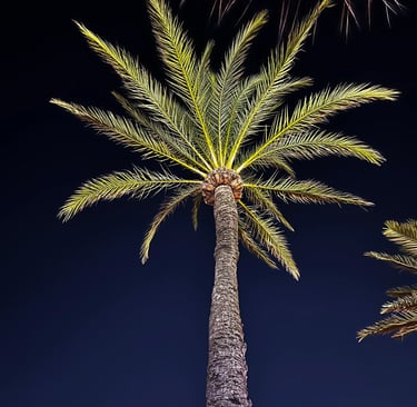 palm tree installation cost rosemary beach