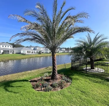 A tall palm tree in a residential backyard next to a neighborhood lake and fence.