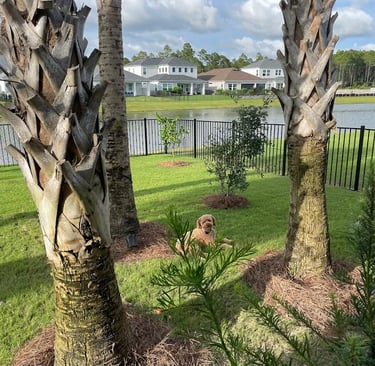 palm tree installation near rosemary beach