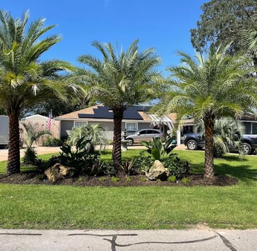 Florida home landscape featuring three large palm trees in a garden bed on a green lawn.