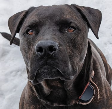 Guinness the Therapy Dog