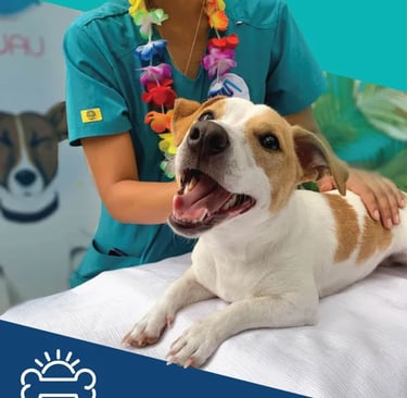 perrito está con la boca abierta echado en cama siendo acariciado por persona