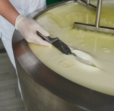 cheese coagulation at cheese production line