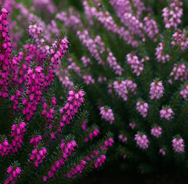Levendige roze heidebloemen bloeien in een weelderige tuin en vormen een bodembedekker met groen