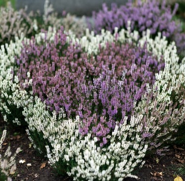  Paarse en witte heidebloemen geplant in een hartvorm op een graf op een begraafplaats.