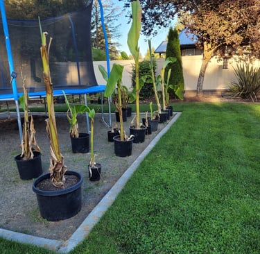 Propagating Banana Palms