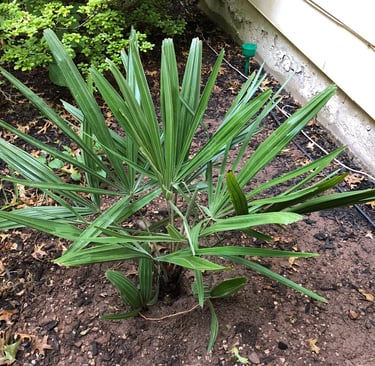recently planted Needle Palm