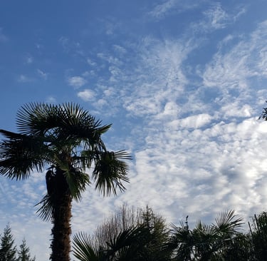 Pacific Northwest Tropics