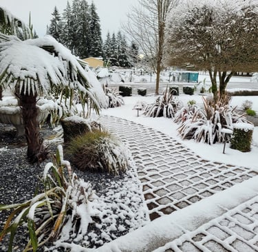 windmill palm in snow
