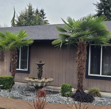 windmill palms and flax landscape