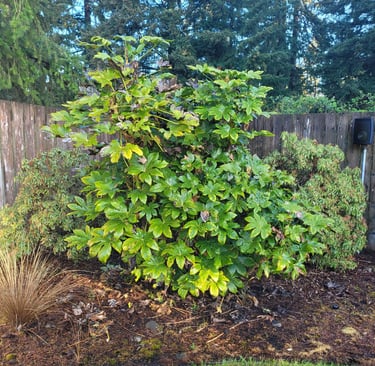 Fatsia