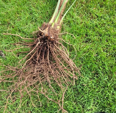 windmill palm root ball