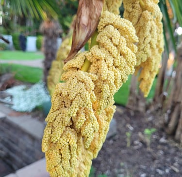 Palm Seeds Early Spring