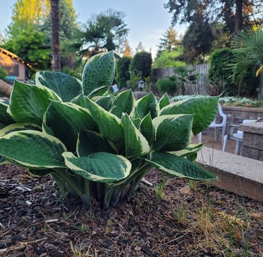 Our Hostas