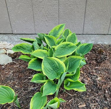 Our Hostas
