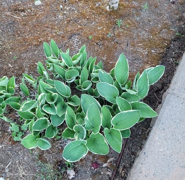 Our Hostas
