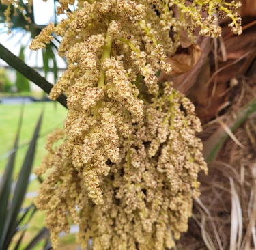 Male Pollen