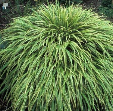 Albostriata