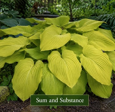 Hosta Sum and Substance