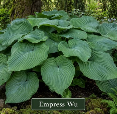 Hosta Empress Wu