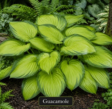 Hosta Guacamole