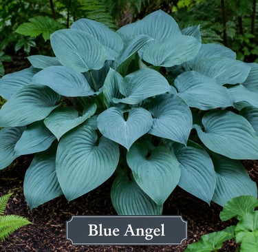 Hosta Blue Angel