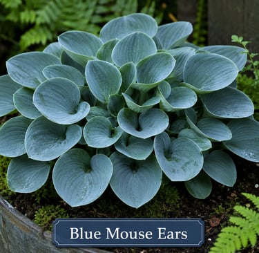Hosta Blue Mouse Ears