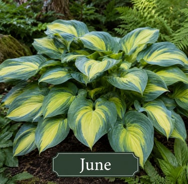 Hosta June