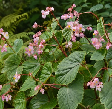 Hardy Begonia
