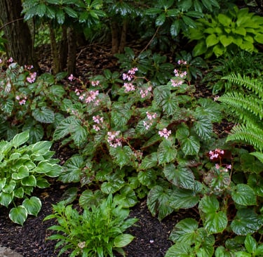 Hardy Begonia in landscape