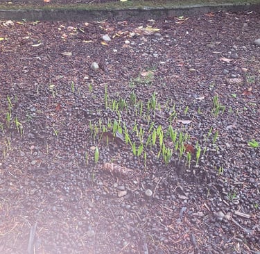 starts from seed left on the ground