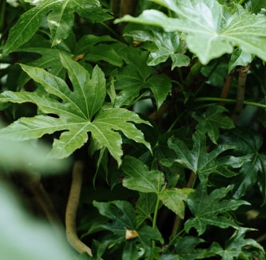 fatsia