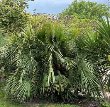 fan palm