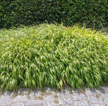 Straight Species / Hakonechloa macra